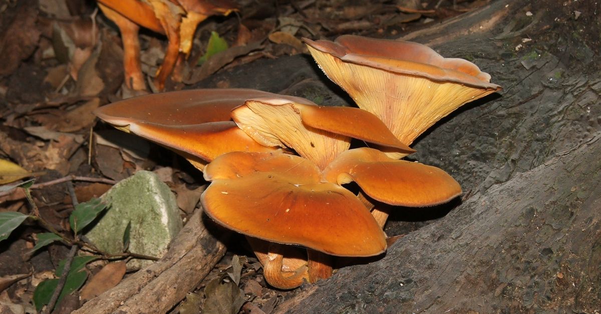 Detectada a la zona de lAmetlla de MAR la grgola de lolivera, un bolet txic que cal evitar collir