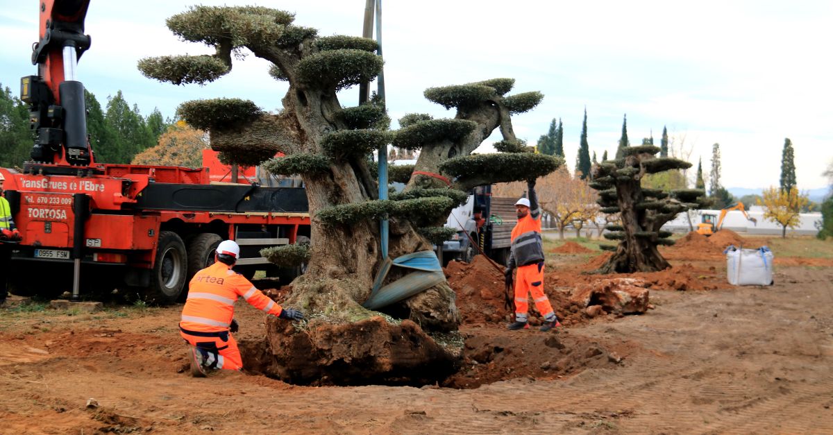 Godall rep les sis primeres oliveres monumentals rescatades pel Govern grcies a la llei que les protegeix | EbreActiu.cat, revista digital d’oci actiu | Terres de l’Ebre ...