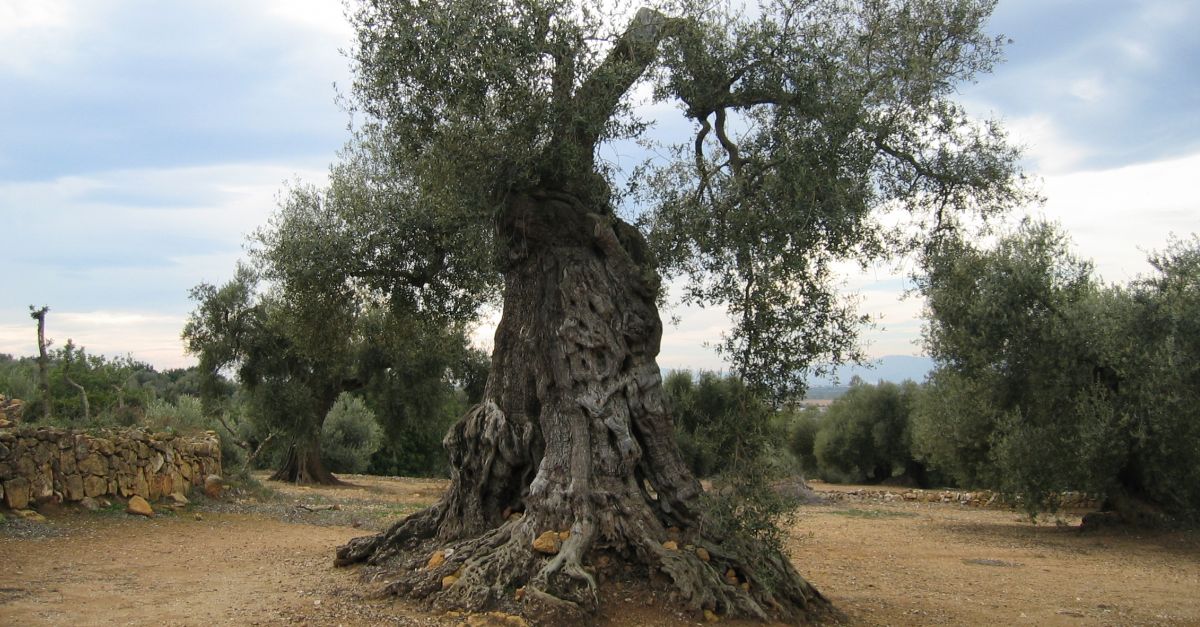 El Govern catal adquireix 48 oliveres monumentals situades en dos vivers d’Alcanar i Amposta | EbreActiu.cat, revista digital d’oci actiu | Terres de l’Ebre ...