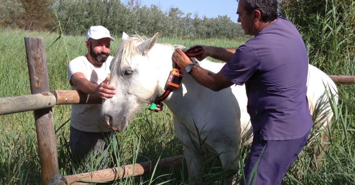 Es colloquen GPS als cavalls de la Camarga de la Reserva Natural de Sebes per monitorar la seua activitat | EbreActiu.cat, revista digital d’oci actiu | Terres de l’Ebre ...