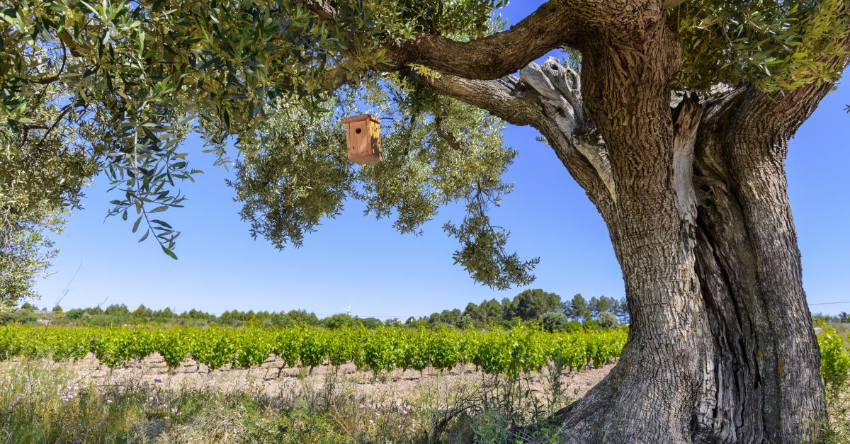 El celler Herncia Alts presenta candidatura a l’associaci International Wineries for Climate Action | EbreActiu.cat, revista digital d’oci actiu | Terres de l’Ebre ...