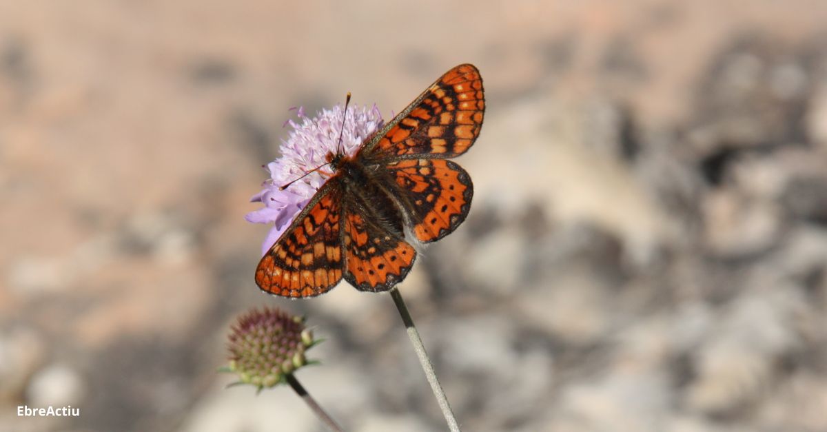 El celler Herncia Alts s’adhereix a la xarxa de seguiment de papallones Catalan Butterfly Monitoring Scheme | EbreActiu.cat, revista digital d’oci actiu | Terres de l’Ebre ...