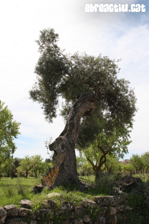 Horta de Sant Joan - Convent de Sant Salvador | EbreActiu.cat, revista digital d’oci actiu | Terres de l’Ebre ...