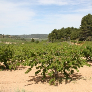 lbum Convent de Sant Salvador d’Horta de Sant Joan