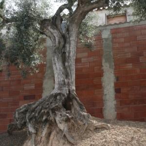 lbum Convent de Sant Salvador d’Horta de Sant Joan