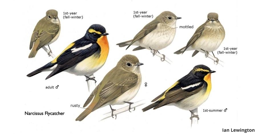 L’illustrador d’ocells Ian Lewington ser al Delta Birding Festival | EbreActiu.cat, revista digital d’oci actiu | Terres de l’Ebre ...