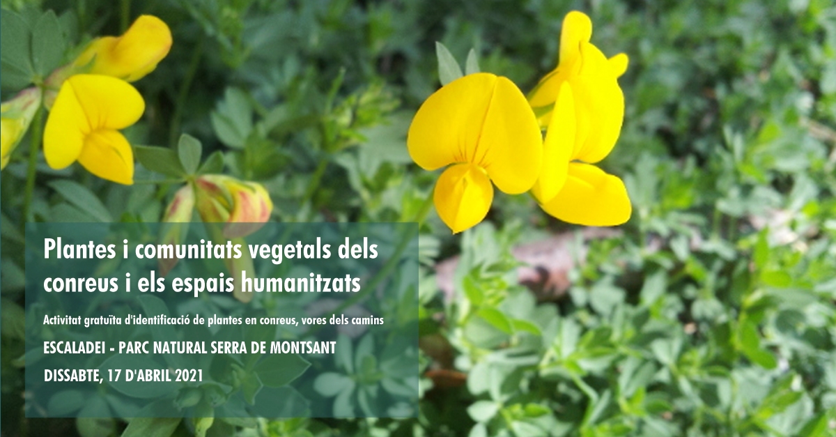 Plantes i comunitats vegetals dels conreus i els espais humanitzats