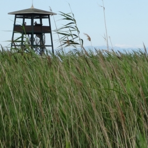 lbum: isla de Buda (delta del Ebro)