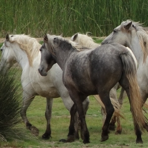 lbum: isla de Buda (delta del Ebro)