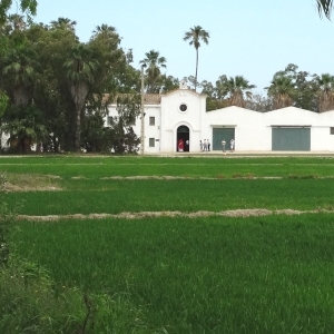 lbum: isla de Buda (delta del Ebro)