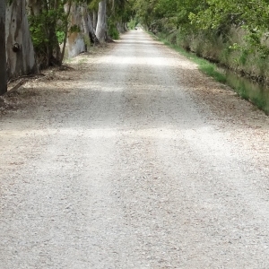 lbum: isla de Buda (delta del Ebro)