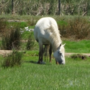 lbum: isla de Buda (delta del Ebro)