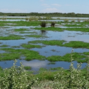 lbum: isla de Buda (delta del Ebro)