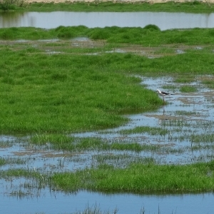 lbum: isla de Buda (delta del Ebro)