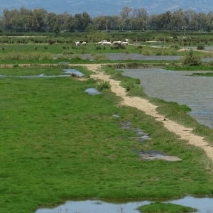 lbum: isla de Buda (delta del Ebro)