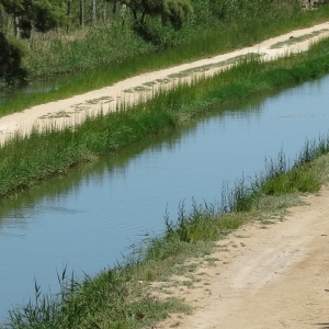 lbum: isla de Buda (delta del Ebro)