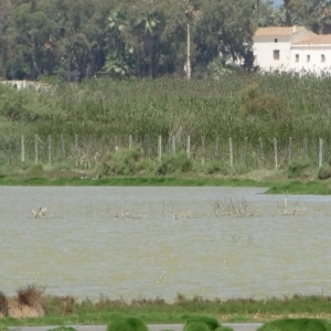 lbum: isla de Buda (delta del Ebro)