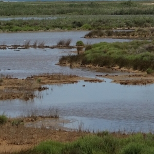 lbum: isla de Buda (delta del Ebro)