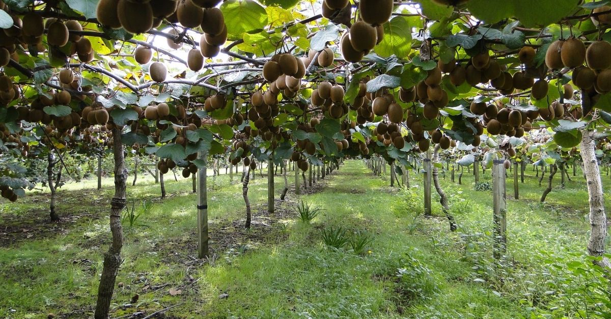 Les Terres de l’Ebre cultivaran kiwi per ampliar la seva varietat de productes i millorar les oportunitats de negoci | EbreActiu.cat, revista digital d’oci actiu | Terres de l’Ebre ...