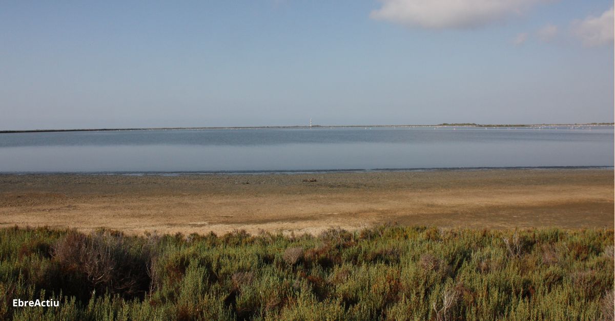 Infosa inverteix 120.000 euros en restaurar zones de cria dels ocells de les salines de la Trinitat | EbreActiu.cat, revista digital d’oci actiu | Terres de l’Ebre ...