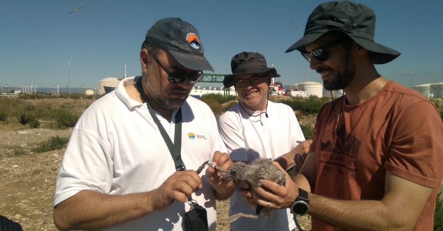 S’inicia l’anellament de gavina corsa al litoral catal | EbreActiu.cat, revista digital d’oci actiu | Terres de l’Ebre ...