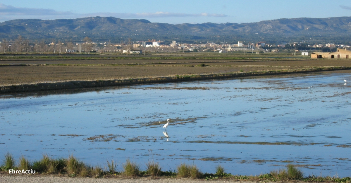 Els camps del Delta s’inunden per comenar a sembrar l’arrs | EbreActiu.cat, revista digital d’oci actiu | Terres de l’Ebre ...