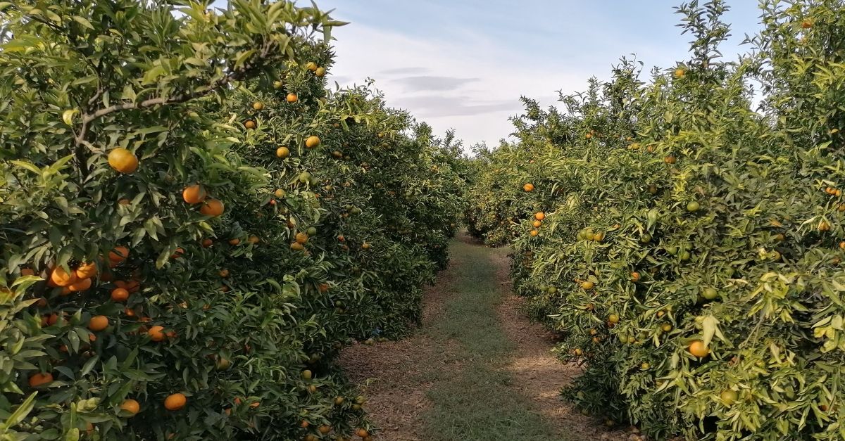 L’IRTA introdueix insectes sud-africans per combatre el cotonet als ctrics de les Terres de l’Ebre | EbreActiu.cat, revista digital d’oci actiu | Terres de l’Ebre ...