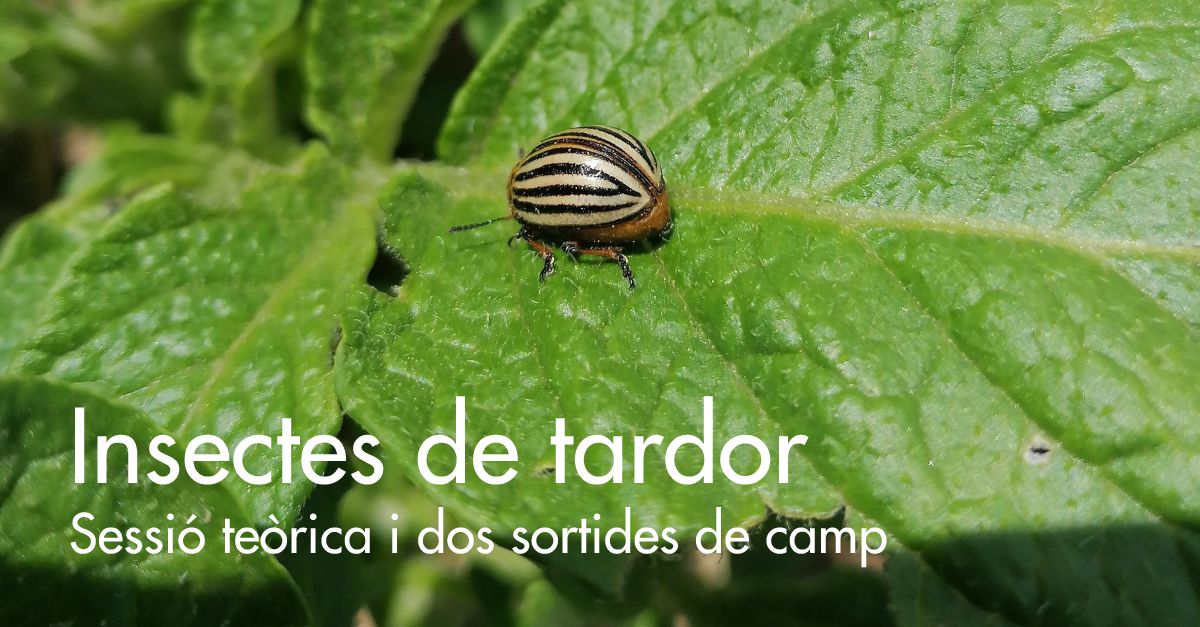 Curs: Insectes de tardor