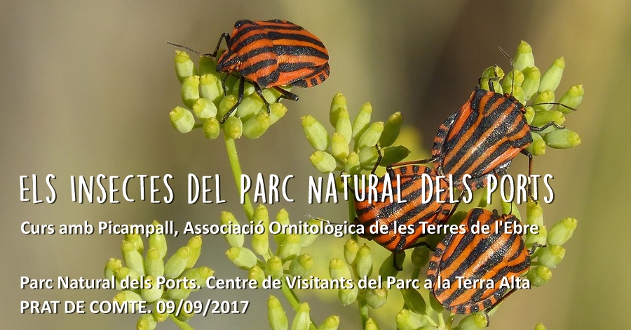 Curs: Els insectes dels Ports