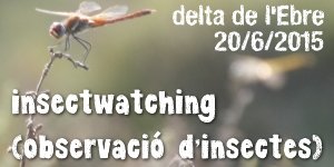 Insectwatching (observaci dinsectes)