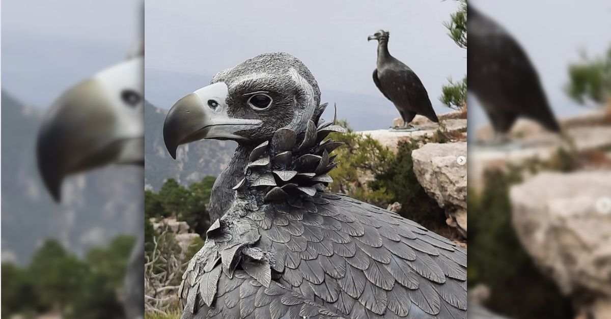 Installen disset plataformes de voltor negre en boscos dels Ports | EbreActiu.cat, revista digital d’oci actiu | Terres de l’Ebre ...