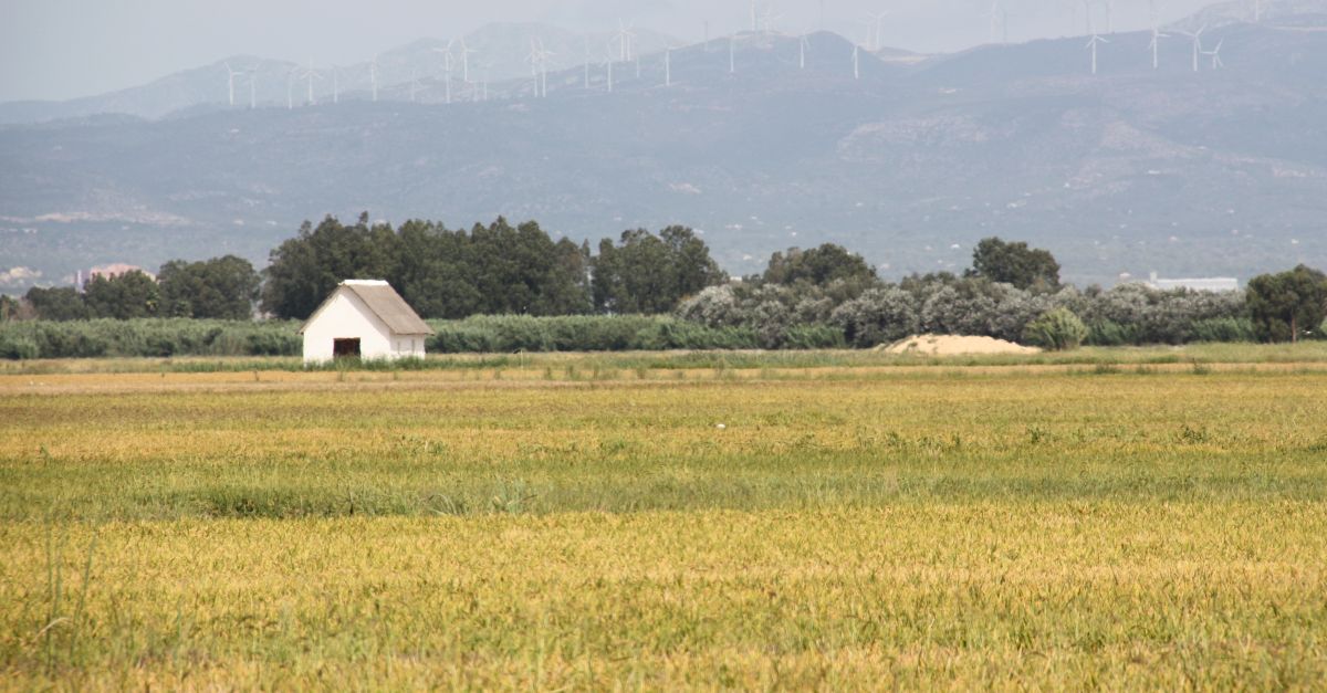 Un estudi localitza i inventaria 56 barraques tradicionals al delta de l’Ebre | EbreActiu.cat, revista digital d’oci actiu | Terres de l’Ebre ...