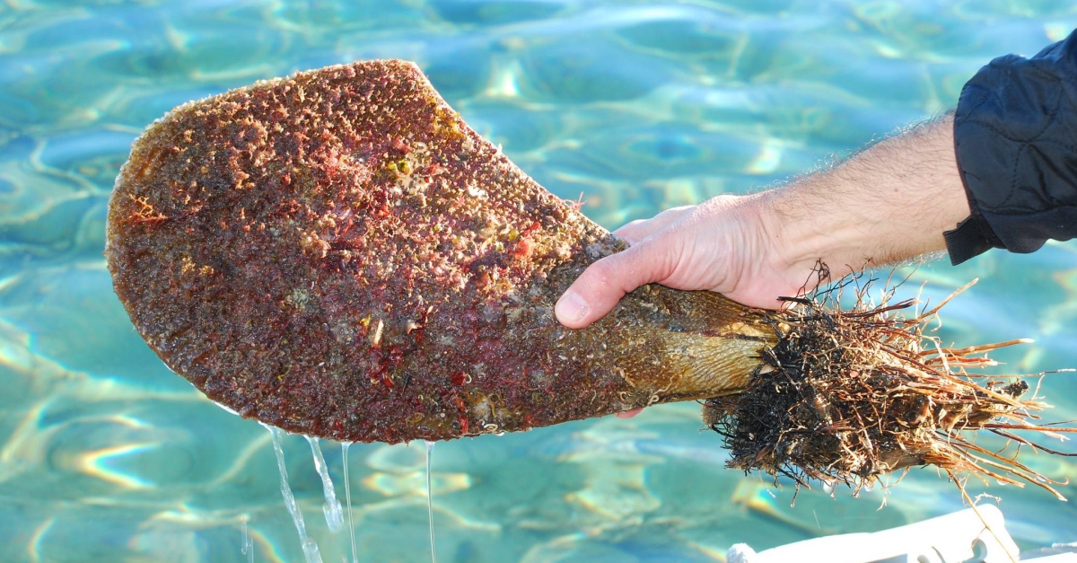 L’IRTA i la Universitat d’Alacant faran un cens real de les poblacions de nacres al delta de l’Ebre i el Mar Menor | EbreActiu.cat, revista digital d’oci actiu | Terres de l’Ebre ...