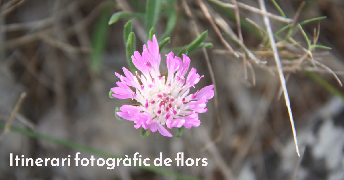 Taller gratuito de fotografia de flora con Ferran Aguilar