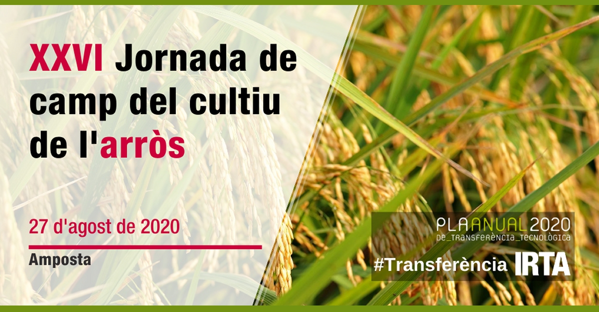 XXVI Jornada de campo del cultivo del arroz