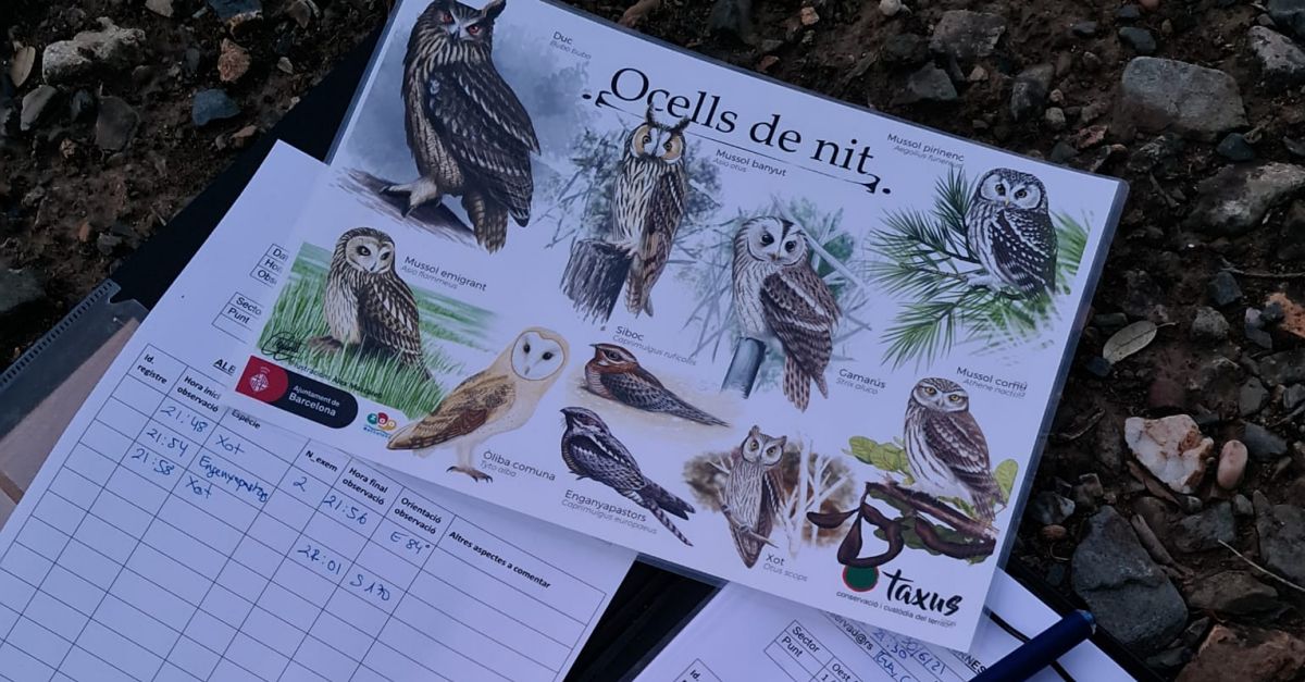 Jornada de identificacin y censo de aves nocturnas