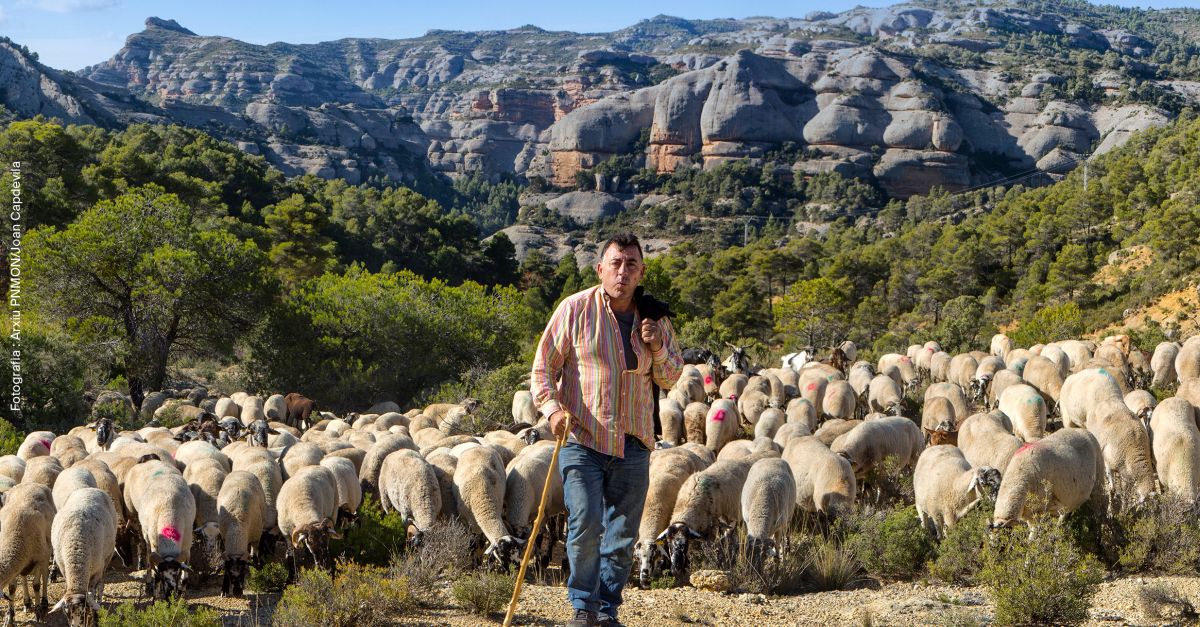 Transhumncia i ramaderia extensiva: patrimoni natural i cultural | EbreActiu.cat, revista digital d’oci actiu | Terres de l’Ebre ...