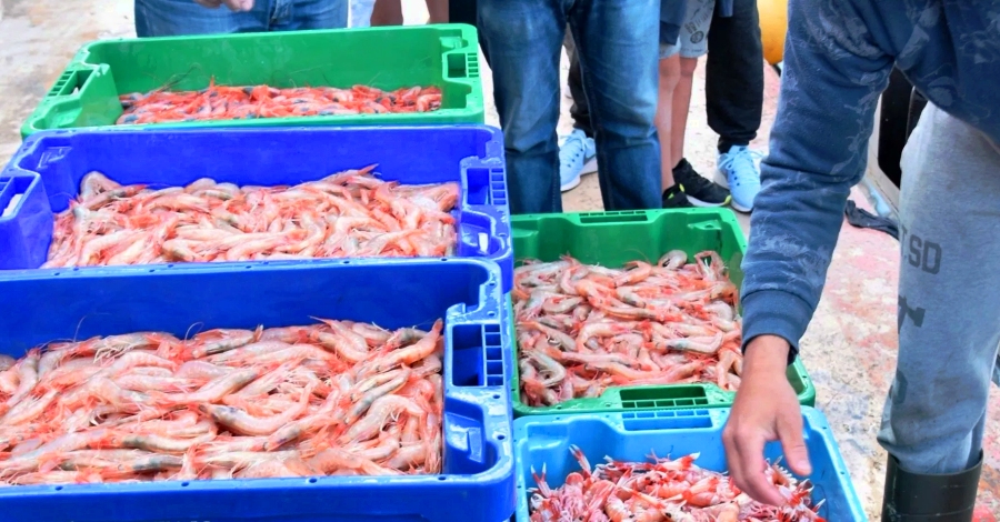 La Mar de Vinars, jornada de puertas abiertas de turismo pesquero en la lonja del Puerto de Vinars | EbreActiu.cat, revista digital de ocio activo | Terres de l’Ebre...