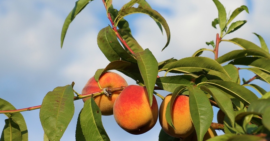 La Ribera d’Ebre organitza una jornada sobre els productes locals i la venda de proximitat | EbreActiu.cat, revista digital d’oci actiu | Terres de l’Ebre ...