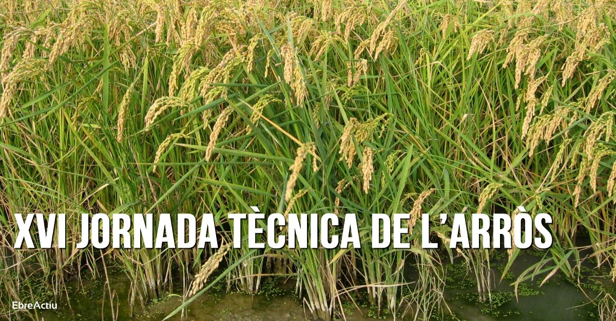 XVI Jornada tcnica del arroz