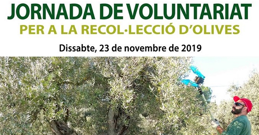 Jornada de voluntariat per a la recollecci dolives