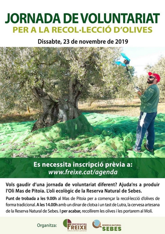 Jornada de voluntariat per a la recollecci dolives