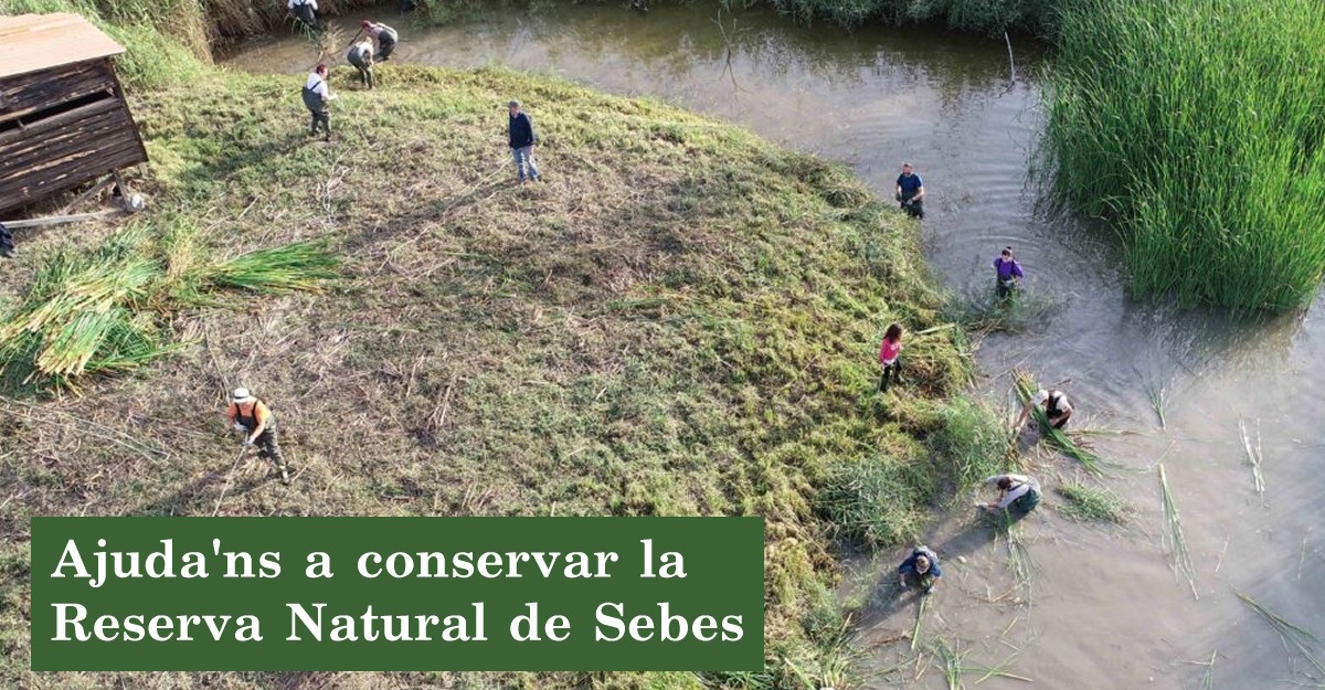 Ajudans a conservar la Reserva Natural de Sebes [AJORNAT]