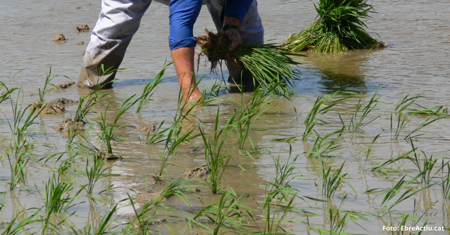 La Rpita celebra aquest dissabte la I Festa de la Plantada | EbreActiu.cat, revista digital d’oci actiu | Terres de l’Ebre ...