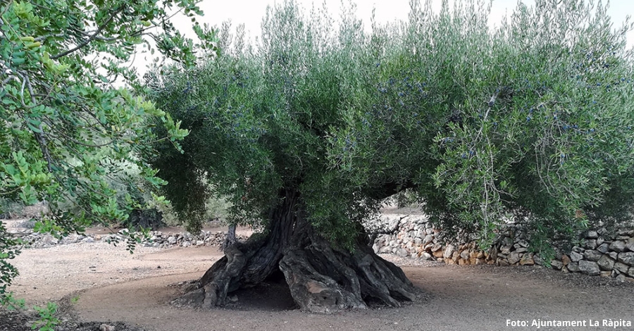 La Rpita protegeix set oliveres com a arbres d’inters local | EbreActiu.cat, revista digital d’oci actiu | Terres de l’Ebre ...