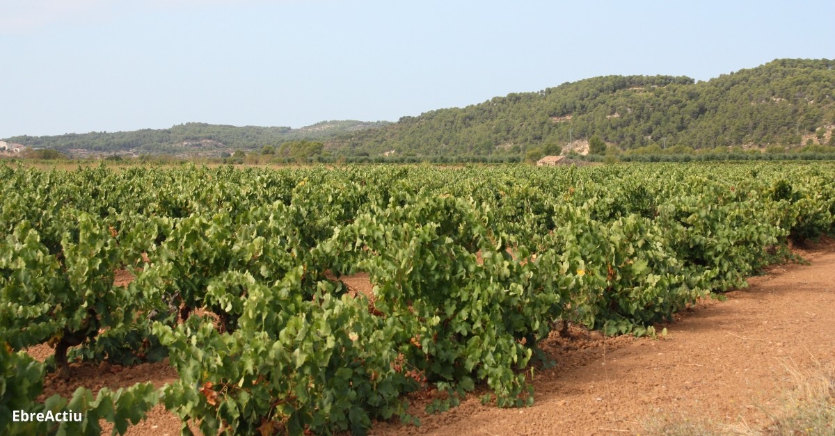 La vinya a Catalunya: cap a la certificaci 100% ecolgica | EbreActiu.cat, revista digital d’oci actiu | Terres de l’Ebre ...