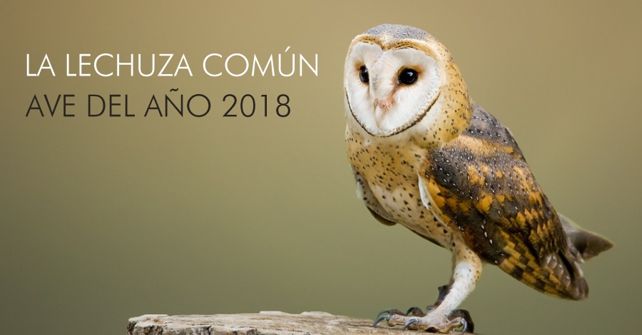 La lechuza comn es el Ave del Ao 2018 | EbreActiu.cat, revista digital de ocio activo | Terres de l’Ebre...