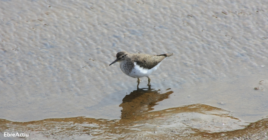 Las aves del Delta del Ebro