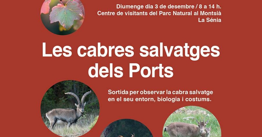 Les cabres salvatges dels Ports