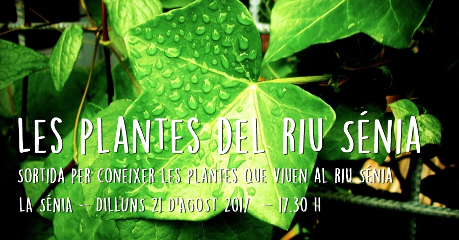 Les plantes del riu Snia: sortida per conixer les plantes que viuen al riu Snia